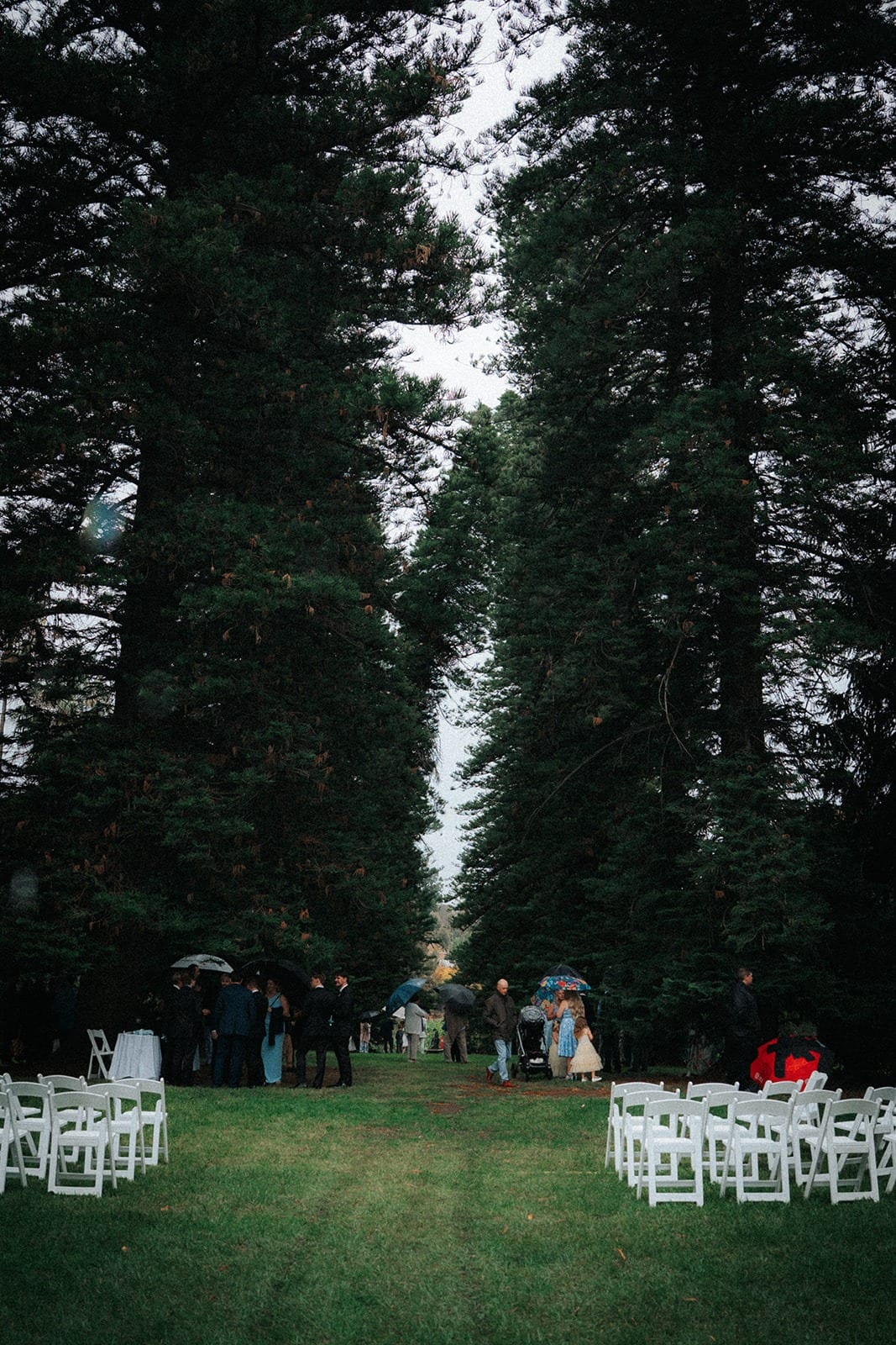 White ceremony chairs in a clearing at the end of the tall pines of Araucaria Avenue