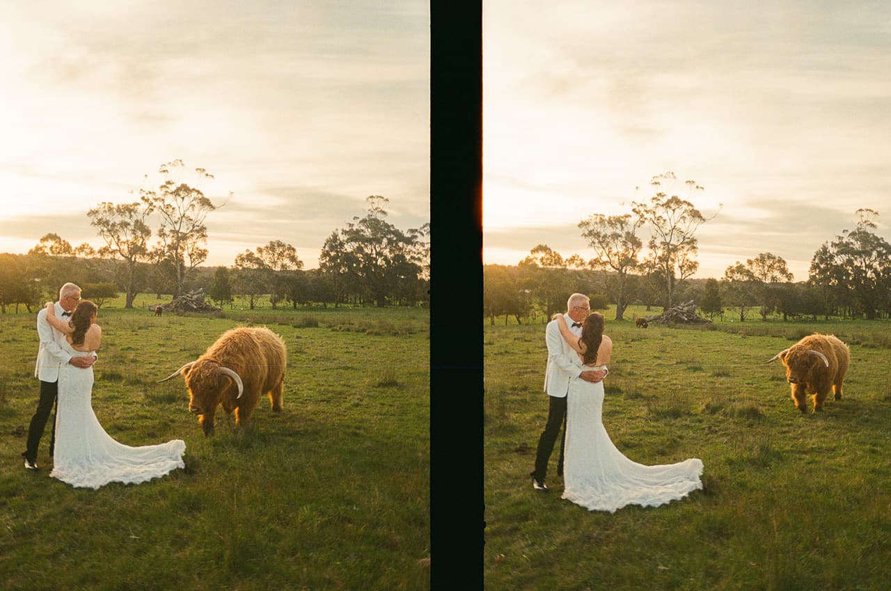 Two half frames side by side: Kristie and Gareth in the paddock with a shaggy Highland cow, on 35mm film